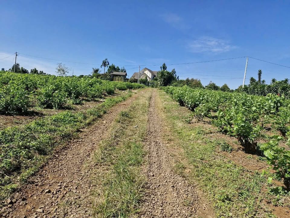 Đất thổ cư 100m² Lộc An Bảo Lâm giá 439 triệu - Cơ hội đầu tư lý tưởng!