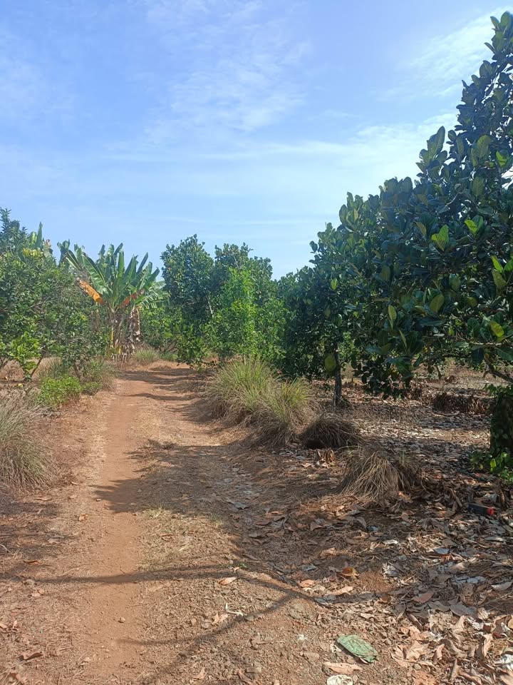 Đất Farm 4600m² tại Cẩm Mỹ, Đồng Nai - Giá chỉ 1.84 tỷ, trồng mít, bơ!