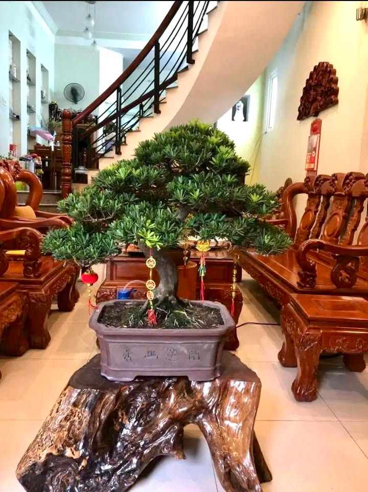 Nhà 3 tầng Trần Phú, Quy Nhơn 60.5m² giá 6 tỷ - Đường ô tô vào tận nhà!