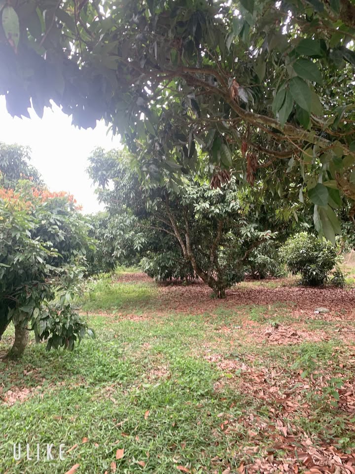 Mảnh vườn 1500m² tại Phồn Xương, Yên Thế chỉ 500 triệu - Cơ hội đầu tư tuyệt vời!