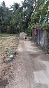 Đất nền Nhị Quý, Cai Lậy 100m² giá 320 triệu - Đầu tư sinh lời ngay!