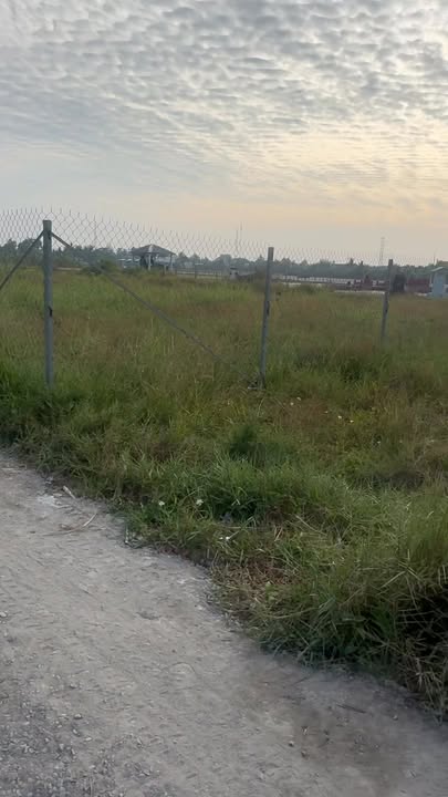 Đất lúa 1105m² tại Nhựt Chánh, Bến Lức - Giá chỉ 1.3 tỷ, đầu tư lý tưởng!