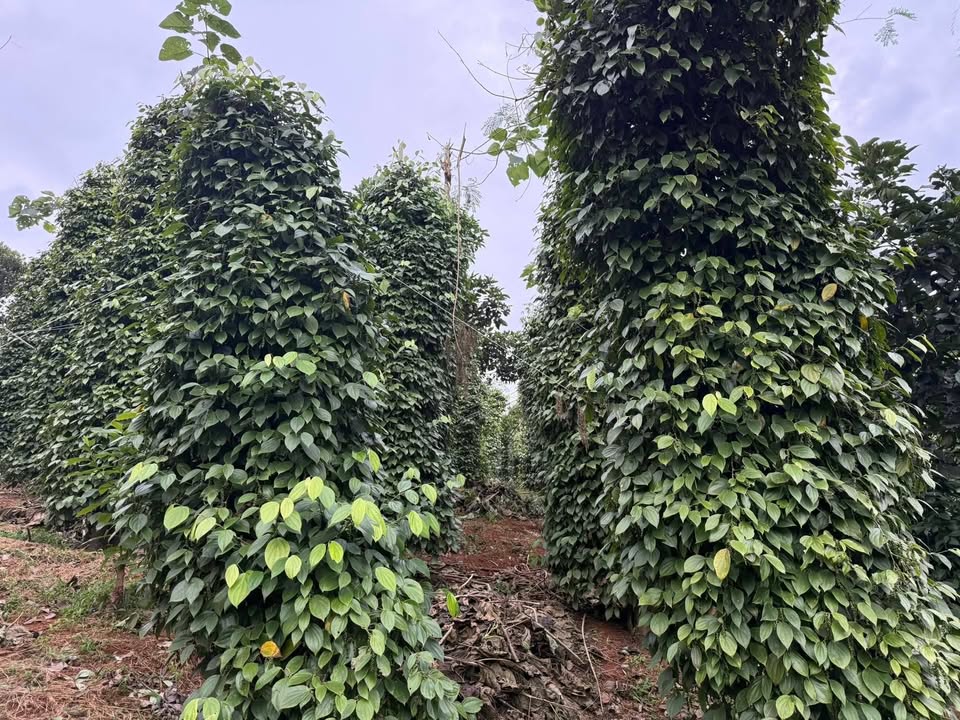 Đất nền 7000m² xã Nâm N'Jang 1.73 tỷ - Cơ hội đầu tư sinh lời!