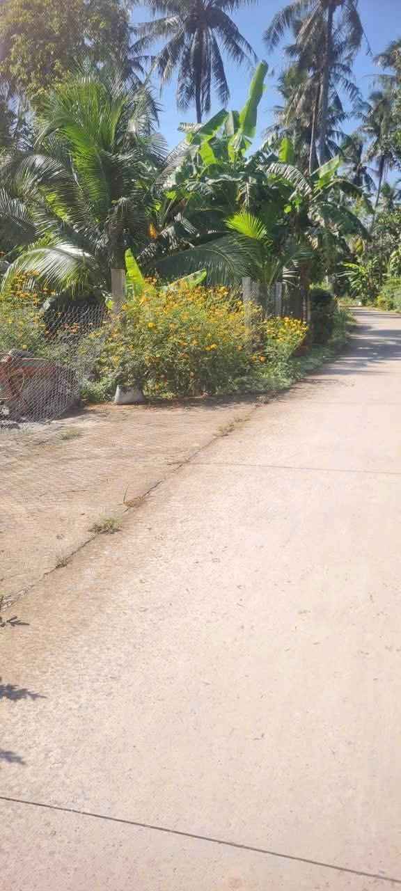 Đất mặt tiền 2,5 công xã Châu Hòa, Giồng Trôm, Bến Tre - Giá 1.75 tỷ, thương lượng trực tiếp chính chủ!