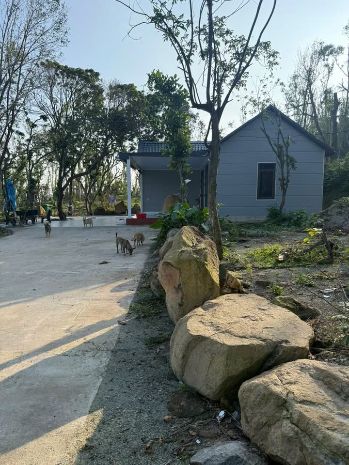 Đất trồng cây xã Kim Liên Nghệ An 60.000m² giá 12 tỷ - Gần khu công nghiệp VSIP!