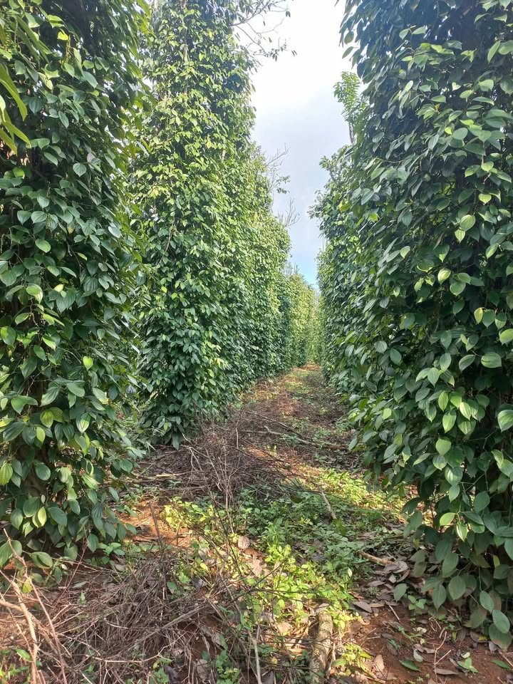 Đất nông nghiệp Cửa Tùng 25.000m² giá chỉ 2xx triệu - Cơ hội vàng cho nhà đầu tư!