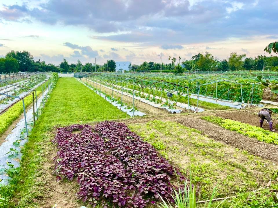 Đất trồng cây Bà Nà Đà Nẵng 440m² giá chỉ 5xx triệu - Cơ hội đầu tư hấp dẫn!