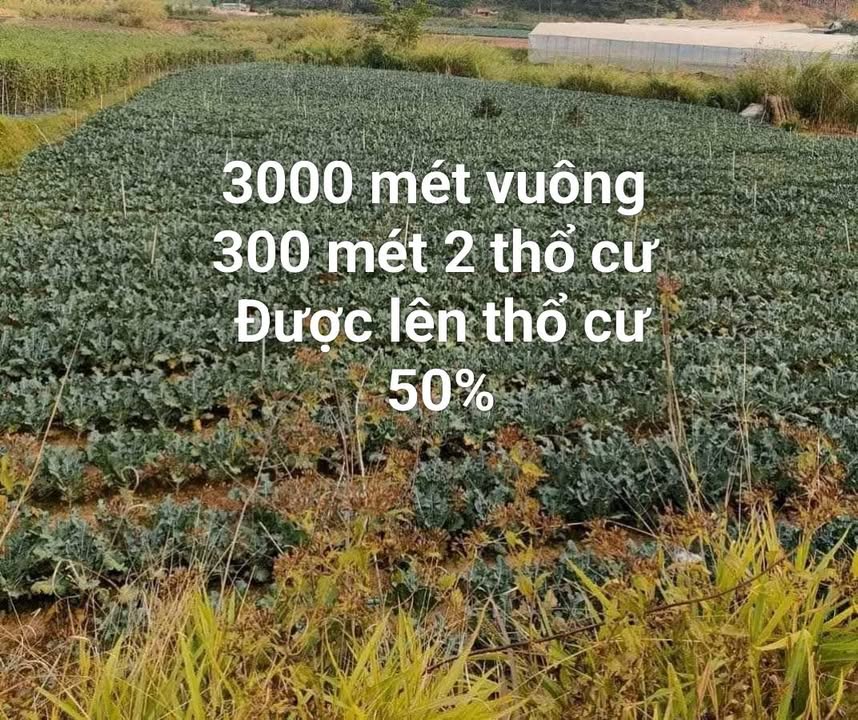 Đất thổ cư và nông nghiệp Phường 7 Đà Lạt 3000m² - Cơ hội đầu tư hấp dẫn!