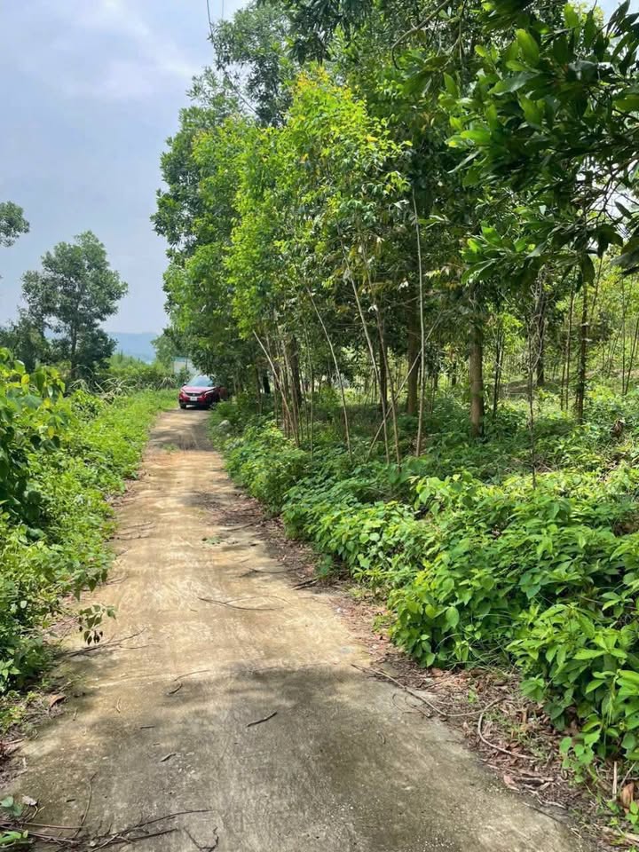 Đất rừng sản xuất Hợp Lý Lập Thạch 9000m² giá chỉ 1 tỷ - Cơ hội đầu tư không thể bỏ lỡ!