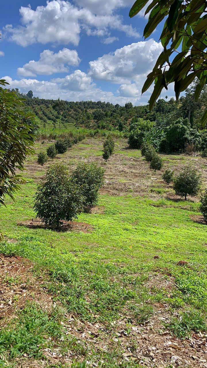 Farm Ea Sin Krông Búk 3,5ha giá 936 triệu - Đầu tư sinh lời từ sầu riêng!