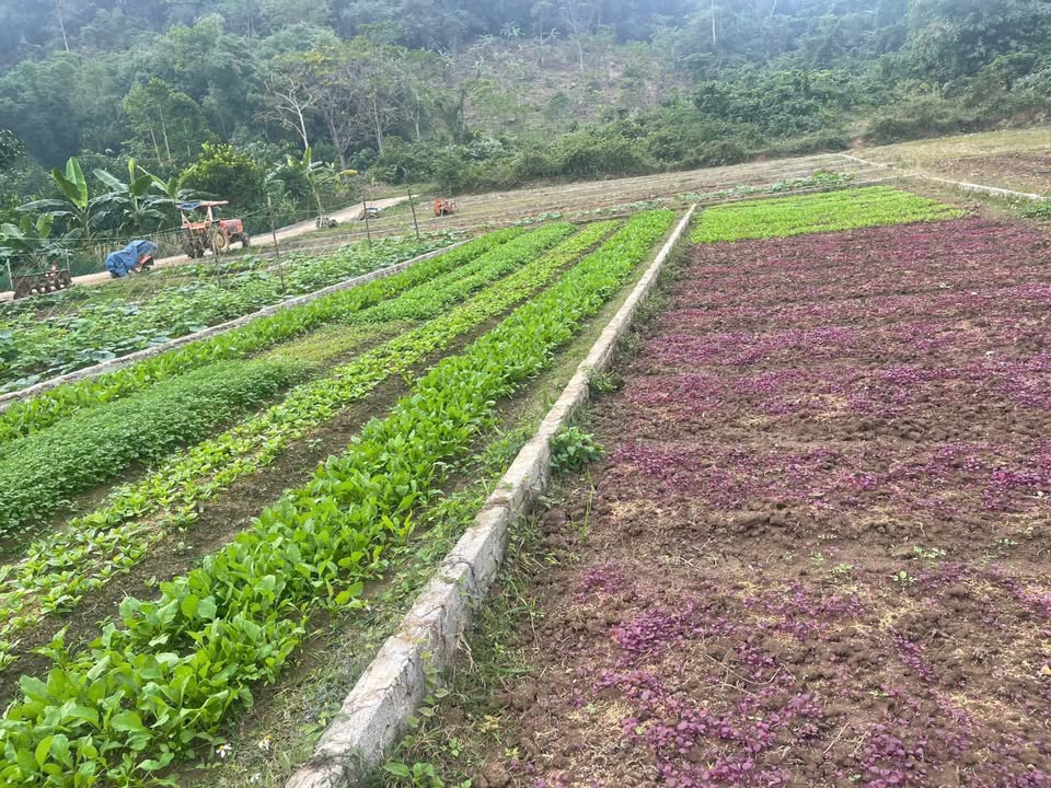 Đất Xóm Heo Đa Phúc 2000m² giá 2 tỷ - Cơ hội đầu tư hấp dẫn!