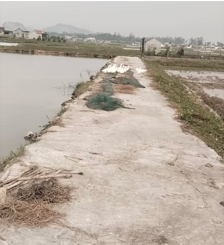 Đất nền tại xóm 5, xã Quỳnh Hoa, huyện Quỳnh Lưu 190m² - Giá chỉ 400 triệu, cơ hội đầu tư tuyệt vời!