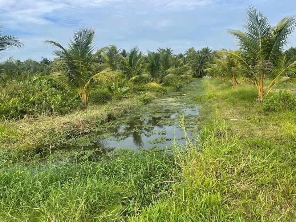 Đất nền mặt tiền Ấp Rạch Cát, Vĩnh Long 2.698m² - Giá chỉ 1 tỷ, thương lượng tốt!