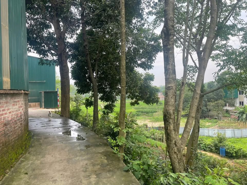 Lô đất thổ cư Hạ Bằng 382m² giá 9.56 tỷ - Mặt tiền rộng thoáng mát!