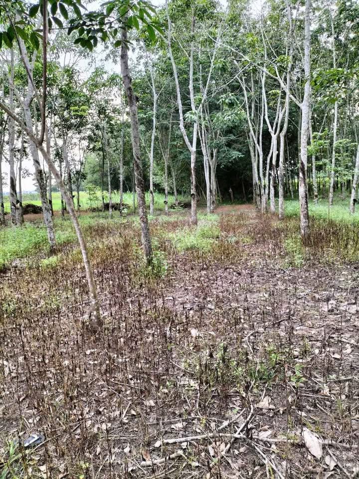 Đất vườn Củ Chi 3000m² giá 2.5 tỷ - Thích hợp nghỉ dưỡng!