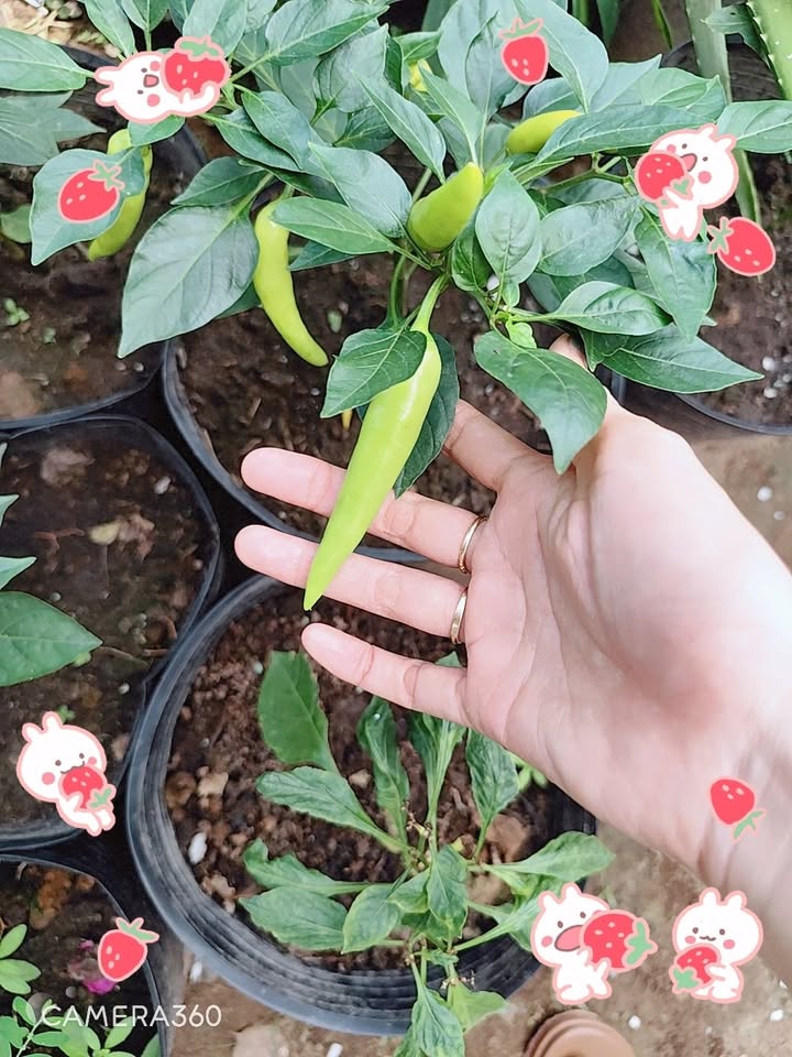 Nhà hẻm 1 Hà Tôn Quyền, Quận 5, 19m² giá 3 tỷ - Tiện xây sửa mới!