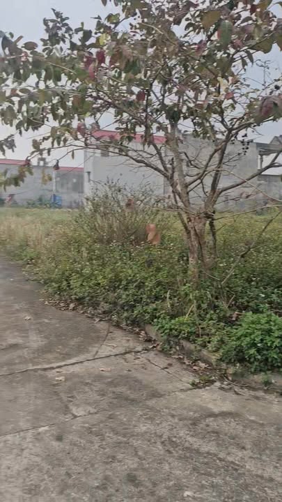 Đất nền Liên Bảo, Vụ Bản 60m² giá 1.1 tỷ - Cơ hội cho vợ chồng trẻ!