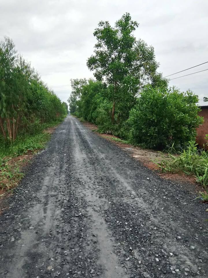 Đất nông nghiệp 15 công tại ấp 3, xã Thạnh Tân, huyện Tân Phước - Giá chỉ 2.4 tỷ - Đầu tư sinh lời hấp dẫn!