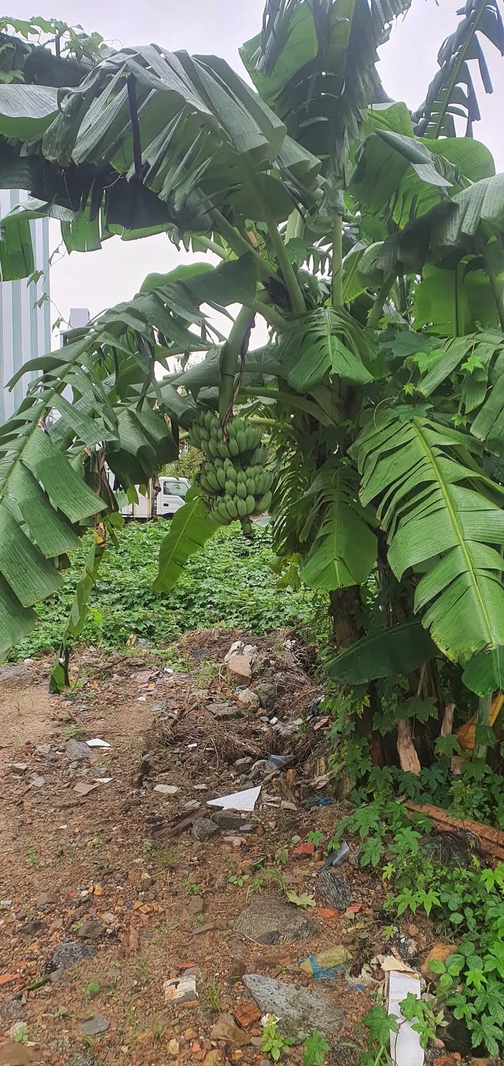 Đất nền Hòa Hiệp Nam 90m² giá 4.5 tỷ - Hướng Đông, đường 10m5 thuận lợi!