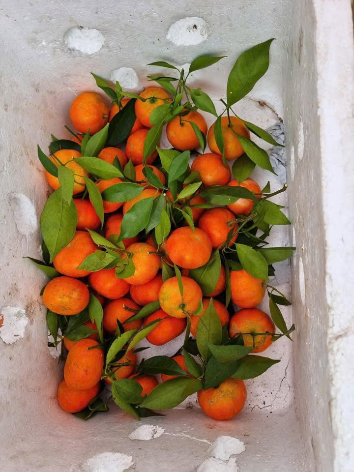 Đất giãn dân Bãi Nếp, Võ Cường, 90m² giá 8 tỷ - Đầu tư sinh lời cao!