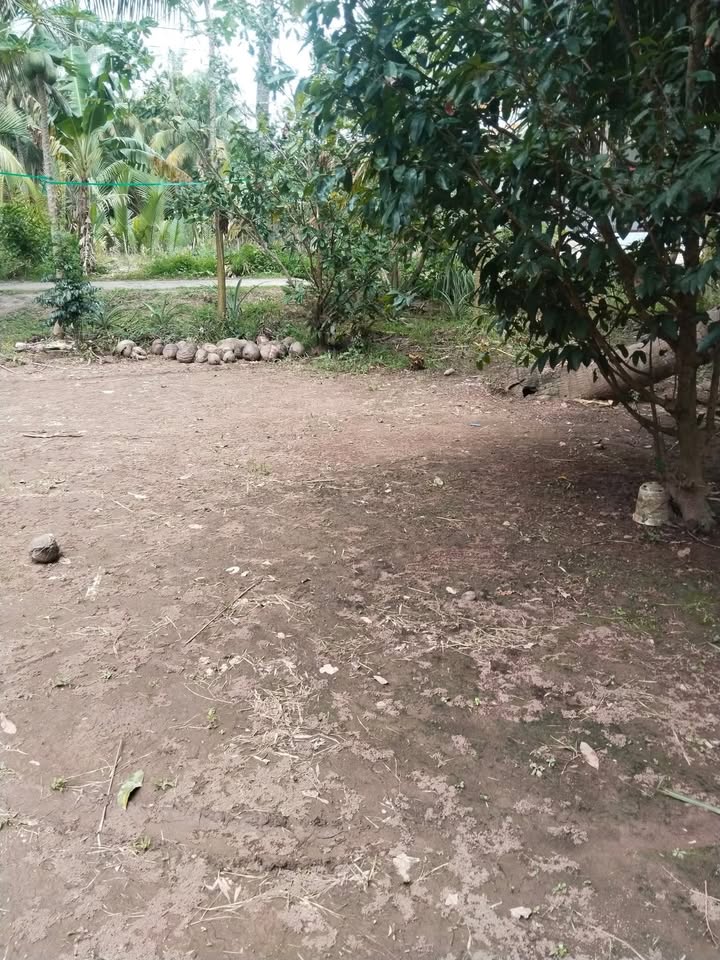 Đất nền Đại Phước, Càng Long, Trà Vinh 33.000m² giá 1 tỷ - Mặt tiền đường Đan, cơ hội đầu tư hấp dẫn!