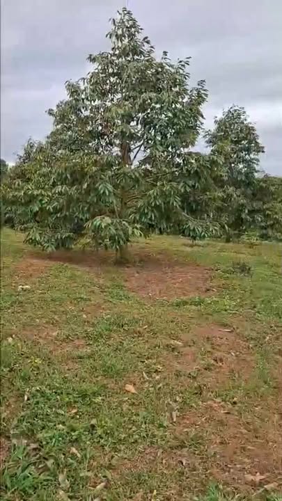 Đất vườn 1300m² tại Ea Tar, Cư M'gar, Đắk Lắk - Sẵn sàng thu hoạch cây sầu riêng!