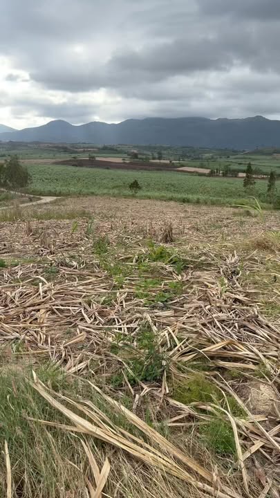 Đất nông nghiệp 22000m² tại xã Chư Krêy, huyện Kông Chro - Giá hấp dẫn chỉ từ 6xx triệu!