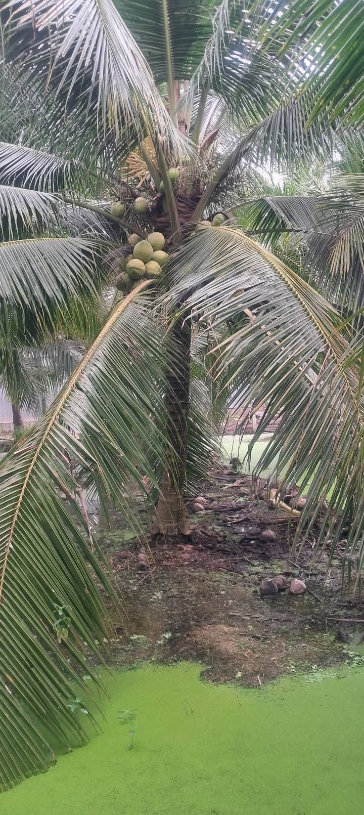 Đất nông nghiệp 2442m² tại Ấp An Phú, Chợ Gạo - Giá chỉ 1.4 tỷ!