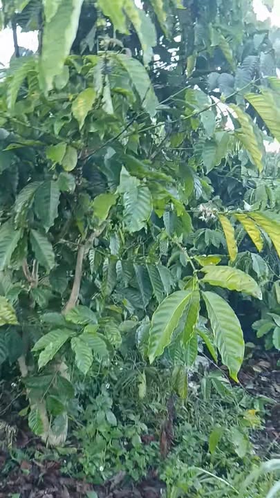 Farm cho thuê tại Phúc Thọ, Lâm Hà - Diện tích 21.000m² giá 315 triệu/năm - Đường bê tông thuận tiện!