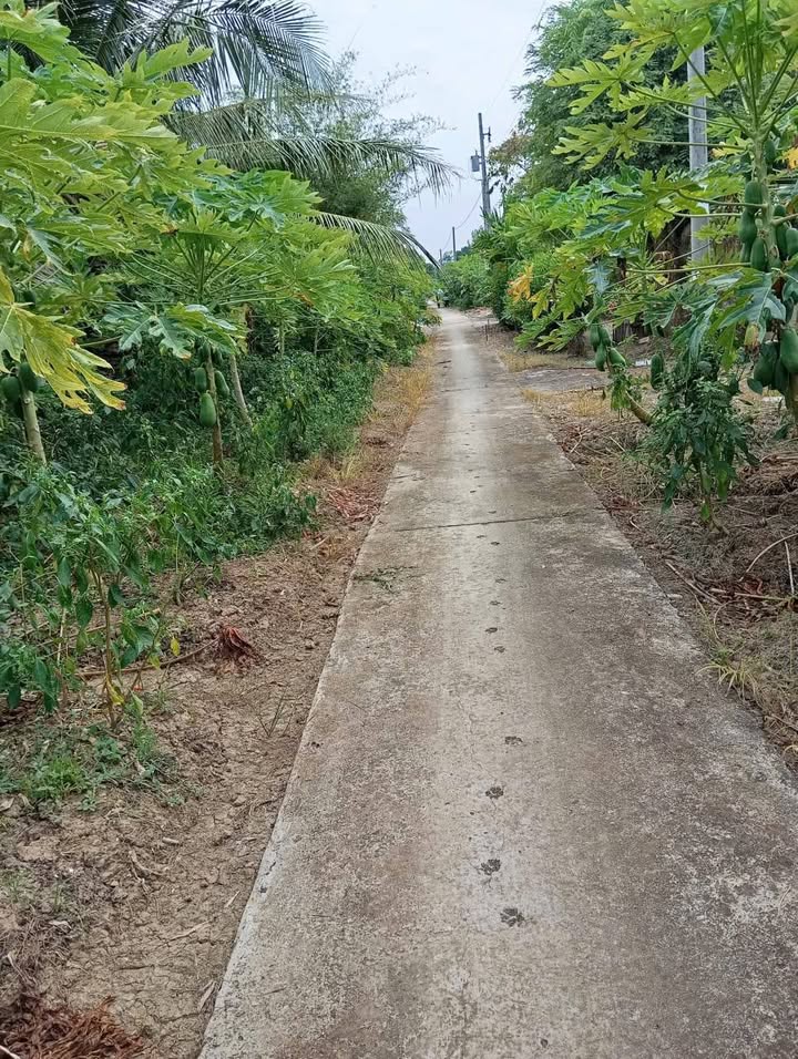 Đất nhà vườn 7000m² ấp Xẻo Chích, Bạc Liêu giá 2.45 tỷ - Mặt tiền đẹp, gần quốc lộ!