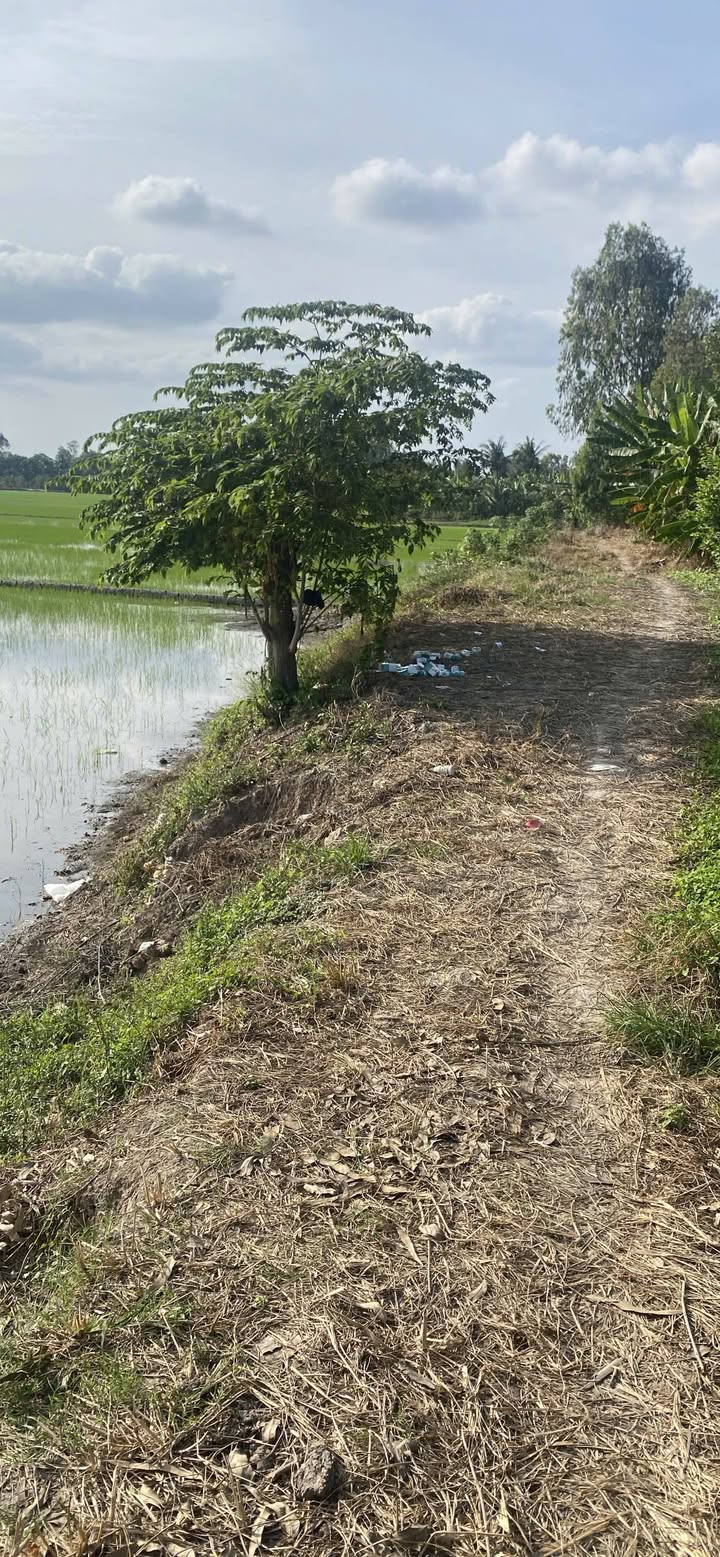 Đất lúa Mỹ Hiệp, Chợ Mới, An Giang 15.000m² - Giá chỉ 1.95 tỷ, thương lượng!