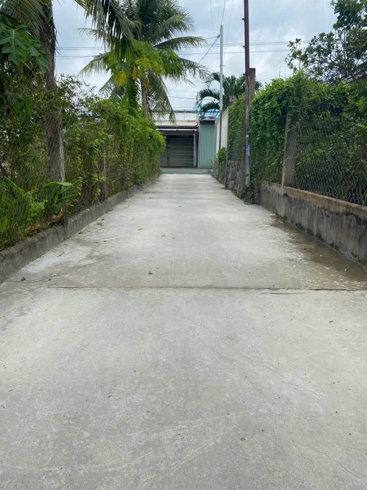 Đất trồng bưởi Da Xanh 1400m² xã Sơn Đông, Bến Tre - Giá tốt không thể bỏ lỡ!