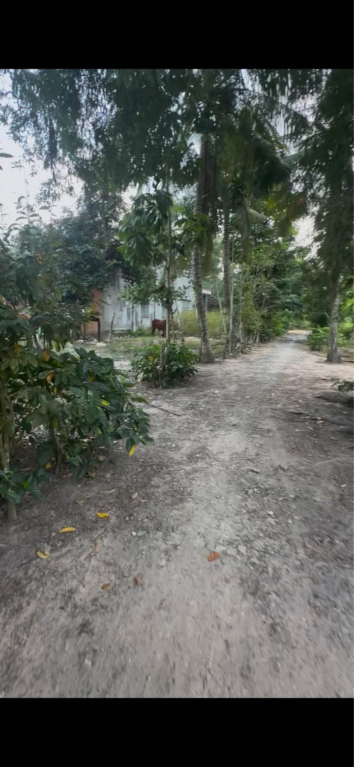 Đất nền Ninh Điền, Châu Thành 1000m² giá chỉ 295 triệu - Cơ hội đầu tư vàng!