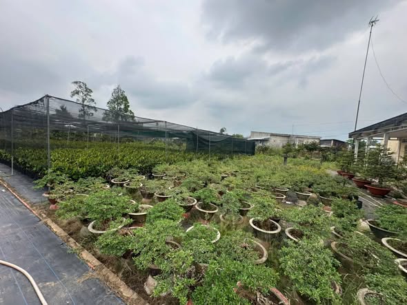 Đất nền Vĩnh Thành, Chợ Lách 5800m² giá 630 triệu - Cơ hội đầu tư tuyệt vời!