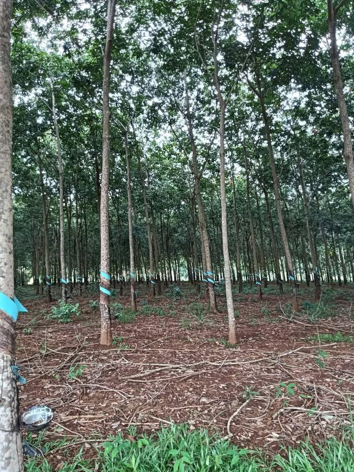 Đất nông nghiệp Phước Tân 29.000m² giá chỉ 4.7 tỷ - Cơ hội đầu tư hấp dẫn!