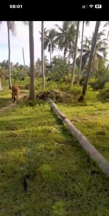 Đất thổ cư Mỹ Hòa, Phù Mỹ 1630m² giá chỉ 300 triệu - Cơ hội đầu tư tuyệt vời!