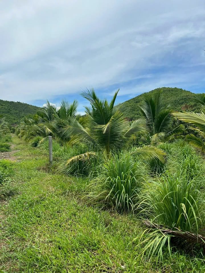 Đất Ninh Xuân, Ninh Hòa 2036m² giá 800 triệu - Đầu tư lý tưởng cho nhà vườn!