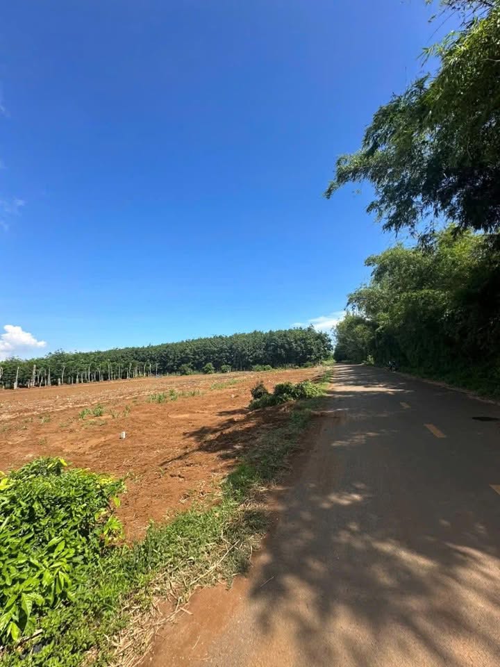 Lô đất mặt tiền nhựa Kim Thạch 220m² giá 400 triệu - Sổ hồng sẵn sàng công chứng!