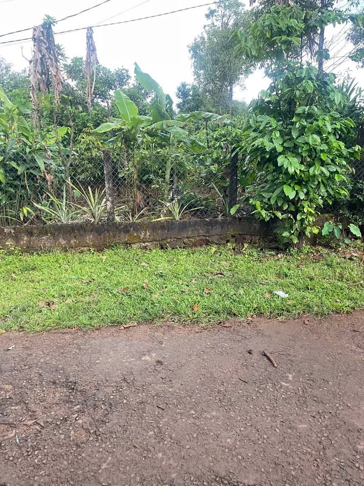 Đất nền tại đường Hoàng Hoa Thám, Ia Kha, 288m² - Cơ hội đầu tư tuyệt vời!