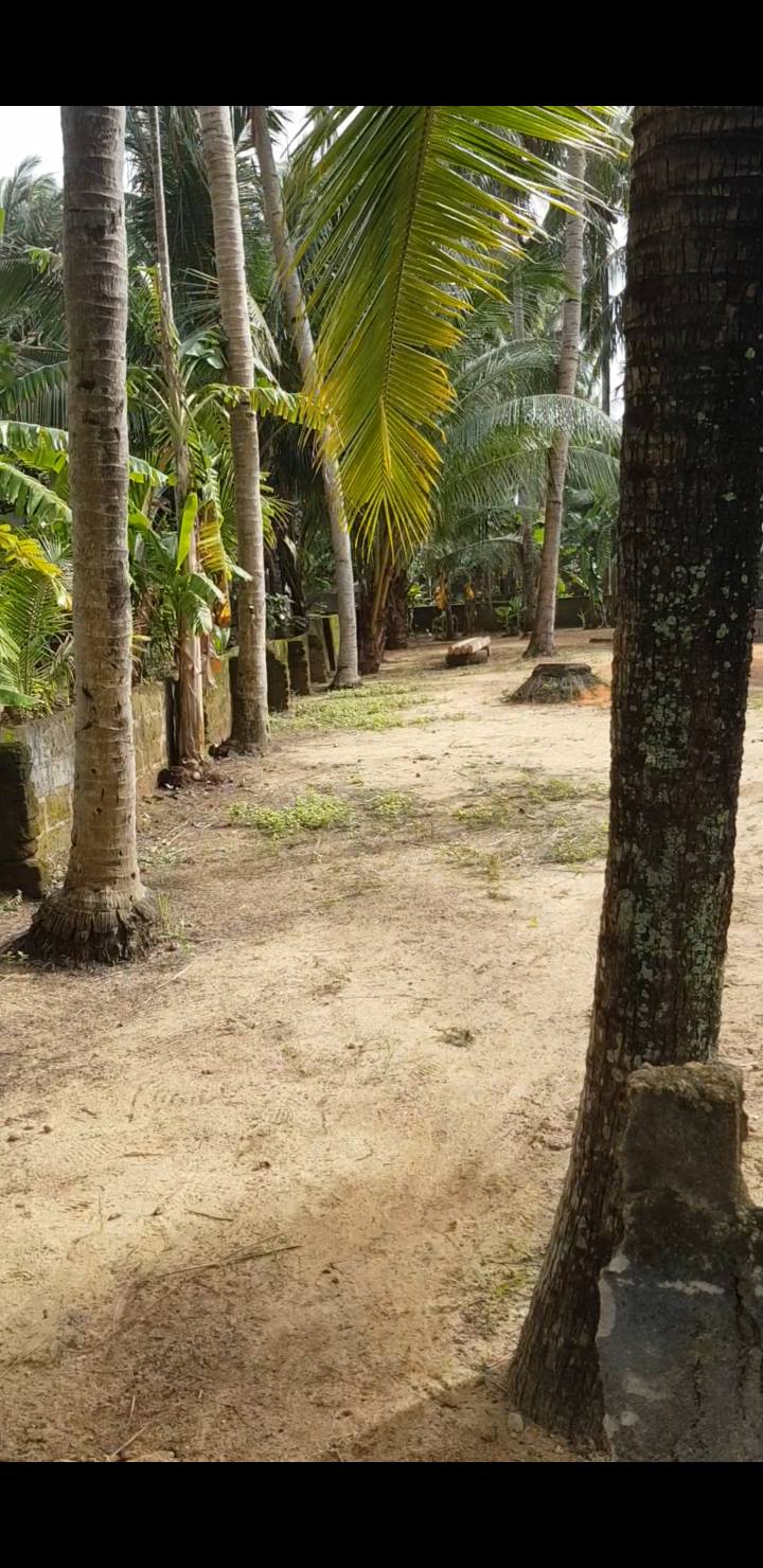 Lô đất 202m² tại Tam Quan Nam, Bình Định - Giá chỉ 400 triệu, vị trí thuận lợi!