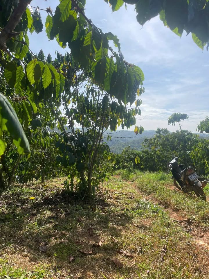 Đất nền Lộc Phú Bảo Lâm 1ha giá 2,5 tỷ - Cơ hội đầu tư tuyệt vời!