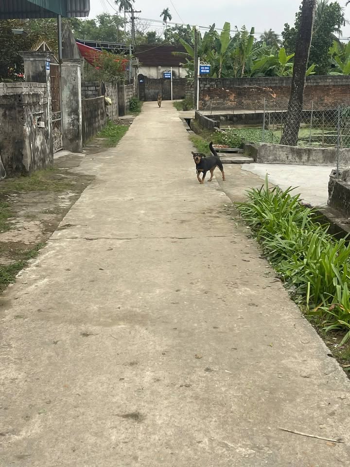 Đất nền An Nông, Triệu Sơn 182m² giá chỉ 4xx triệu - Cơ hội đầu tư tuyệt vời!