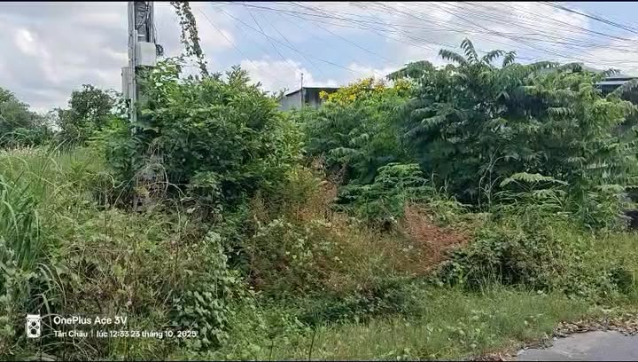 Đất nền Tân Châu 987m² giá thỏa thuận - Mặt tiền đường nhựa, thổ cư 200m²