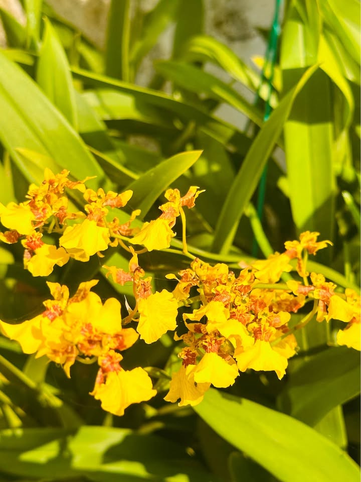 Đất nền Quyết Tâm Sơn La 135m² giá 580 triệu - Đầu tư sinh lời ngay!