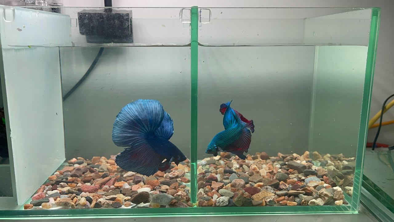 FrontHouse 81m² đường Hai Bà Trưng, quận Lê Chân - Kinh doanh đắc địa, giá 13 tỷ!