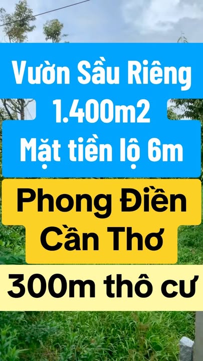 Vườn sầu riêng 1.400m² Trường Long, Cần Thơ - Cách chợ chỉ 200m!