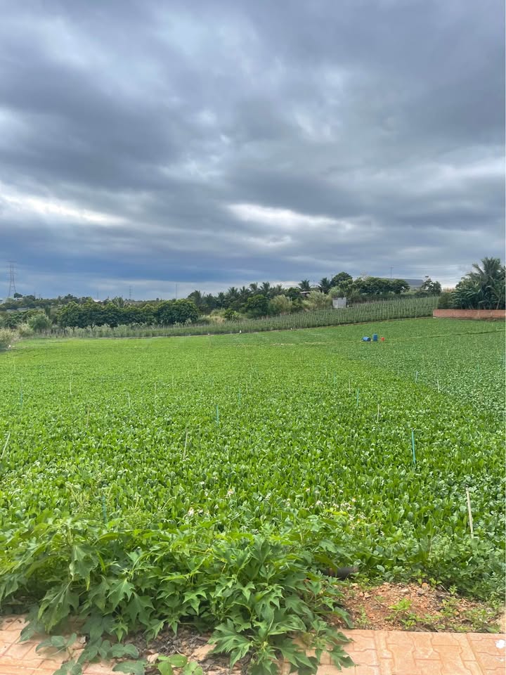 Đất thổ cư 150m² tại Liên Nghĩa, Đức Trọng giá 1.1 tỷ - Đầu tư sinh lời tuyệt vời!