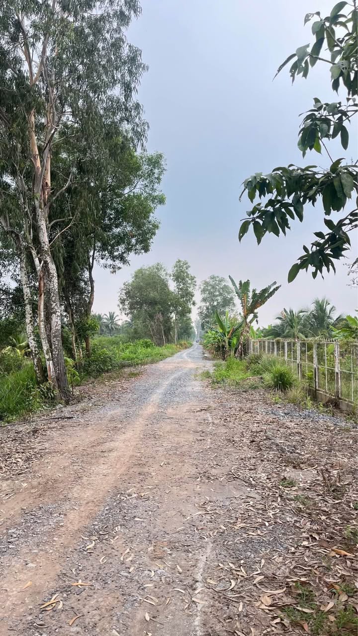 Đất nông nghiệp tại Tân Phước 3, Tiền Giang 46.000m² giá 2.76 tỷ - Gần KCN Long Giang!