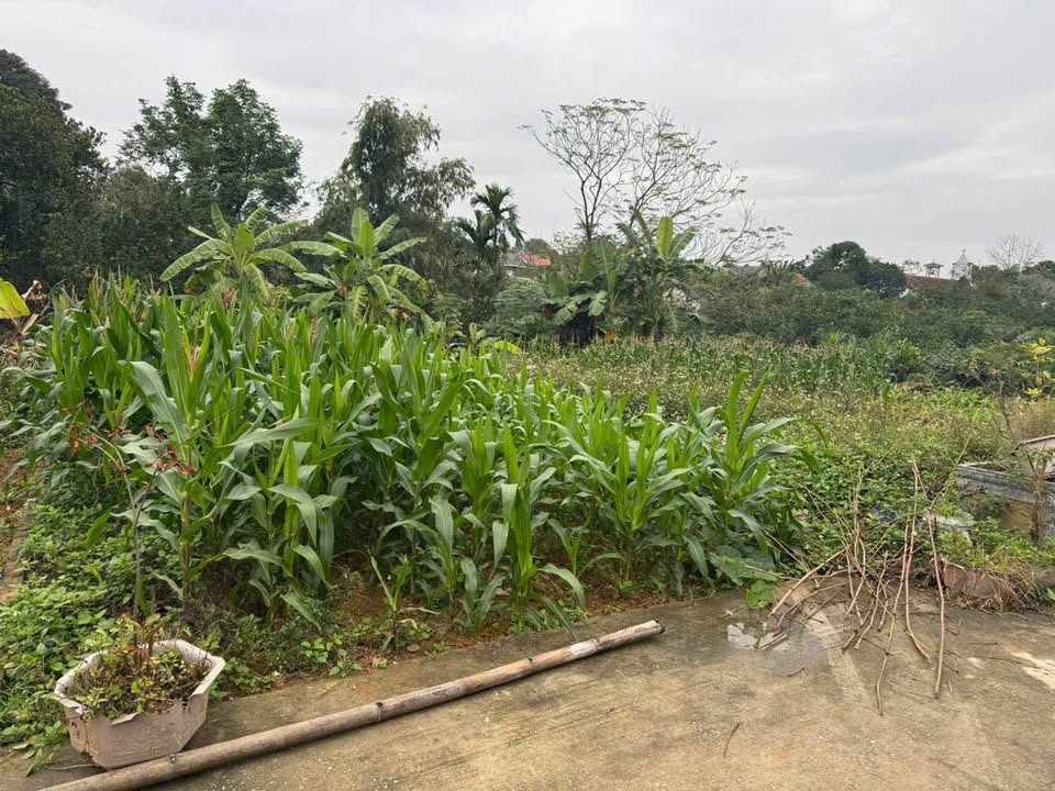 Đất nền 100m² tại khu 15, thị trấn Hùng Sơn, Lâm Thao - Đầu tư sinh lời hấp dẫn!