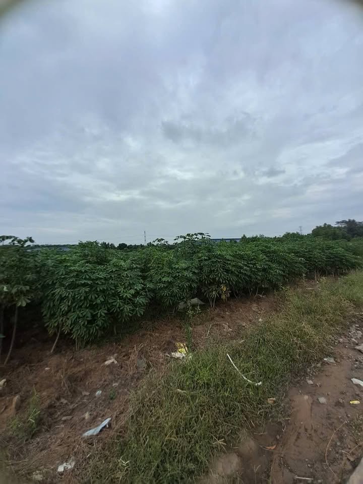 Đất sản xuất kinh doanh Bến Cát 4ha giá 75 tỷ - Vị trí đắc địa ngay trung tâm công nghiệp!